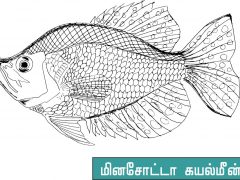 நிறம் தீட்டுக – கயல் மீன்